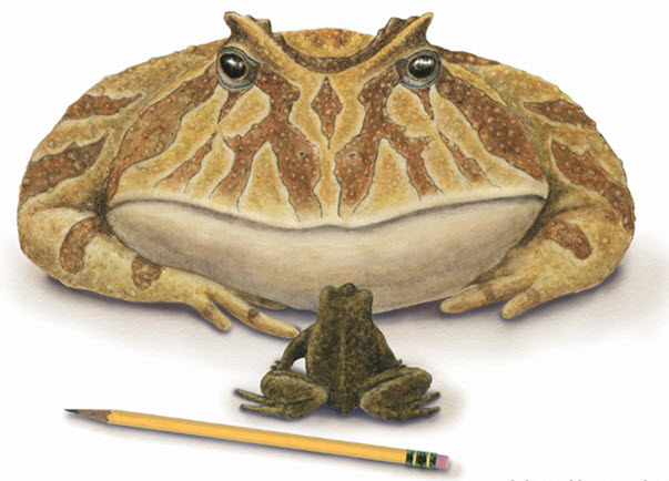 Beelzebufo: The Frog from Hell