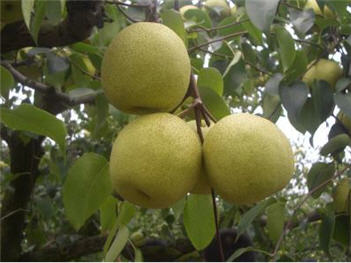 Asiatic Pear Tree