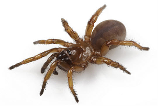 Auburn Tiger Trapdoor Spider