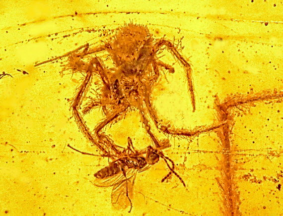 Spider Attack Preserved in Amber