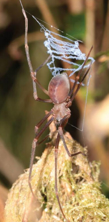 Progradungula otwayensis