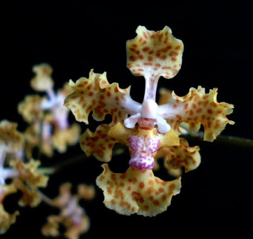 Lophiaris silverarum orchid