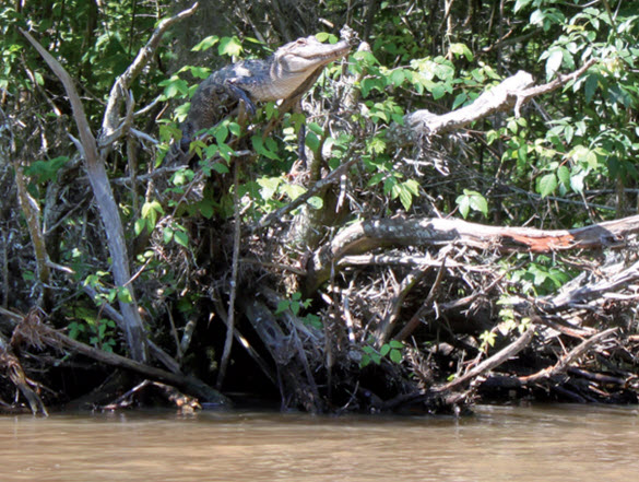 American Alligator perches on a tree branch
