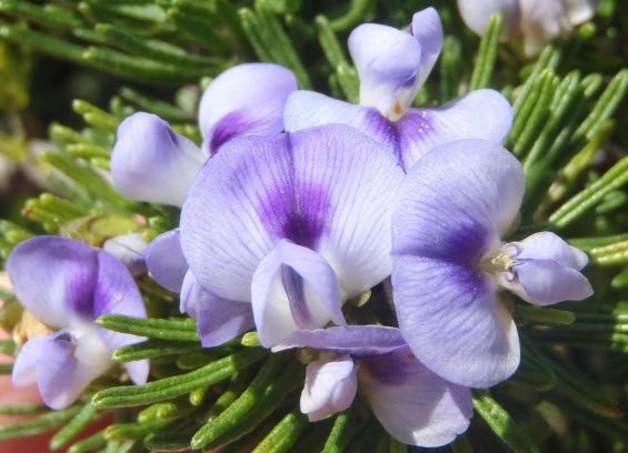 Flowers of Psoralea vanberkelae