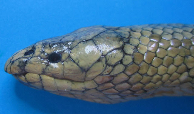 Gunthers Sea Snake head