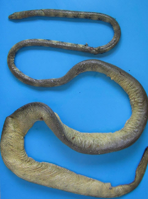 Gunthers Sea Snake