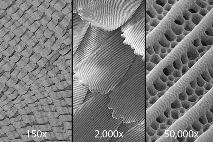 Magnified ultra-black butterfly wings