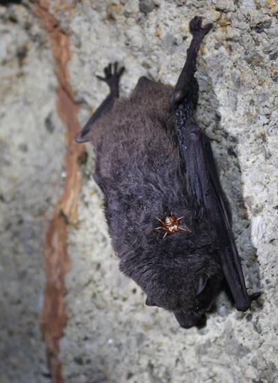 Bat fly on the back of a long-fingered bat