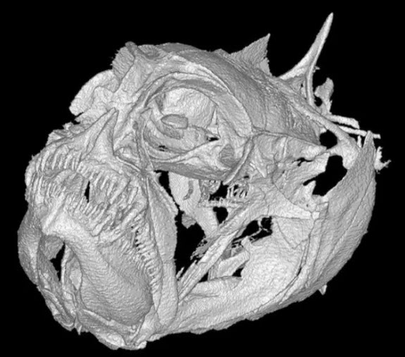 CT scan of Grumpy dwarfgoby