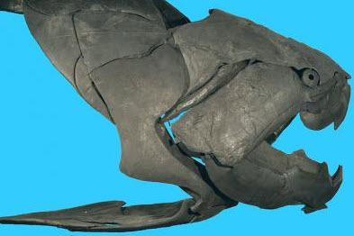  Dunkleosteus terrelli