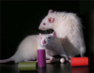 Rats with colored blocks